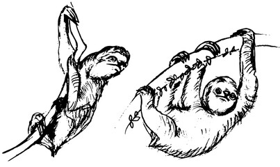 Hand drawn pencil sketch of sloths hanging on a branch, vector black and white illustration © Parakhat