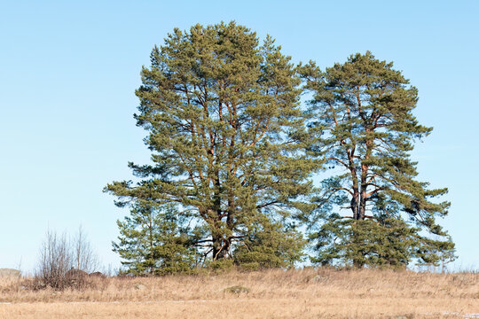 Pines on a hill against blue sky