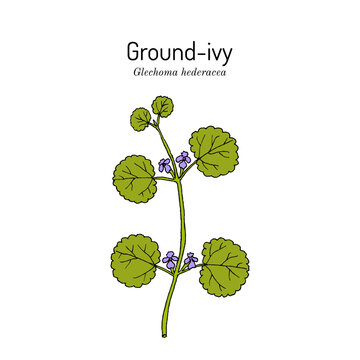 Ground-ivy (Glechoma hederacea), medicinal plant. Hand drawn botanical vector illustration
