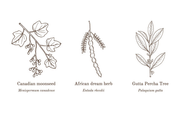 Collection of edible and medicinal plants. Hand drawn botanical vector illustration