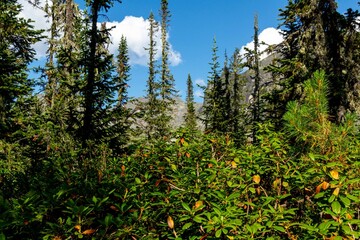 Mountain landscape. An old coniferous forest against a blue sky with white clouds © Province_photo