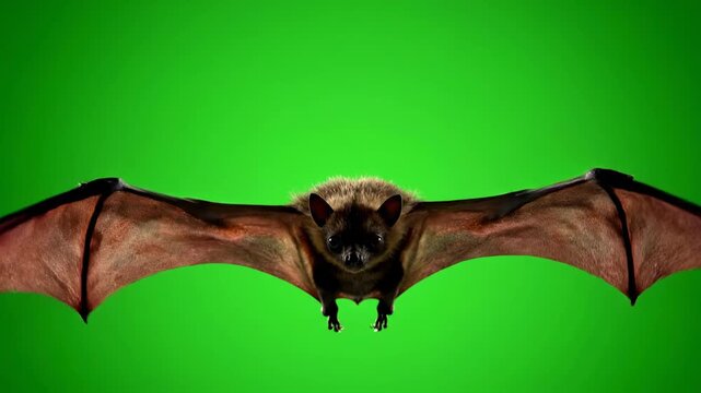 A bat actively flapping its wings and flying in slow motion, isolated on solid green background suspense, cinematic, cut out