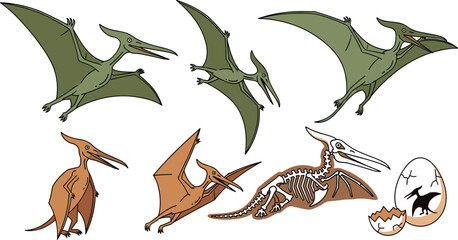Pterodactyl Pterosaur Dinosaur Vector Set with Flying Pteranodon Skeleton Fossil Egg and Prehistoric Reptile Illustration Collection Isolated on White Background © ABDUL HAKIM