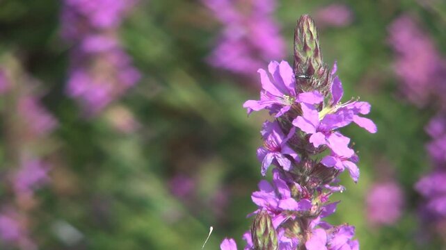White Butterfly Flying on Levander Flower, Butterfly in Flight, Field Wild Grass
