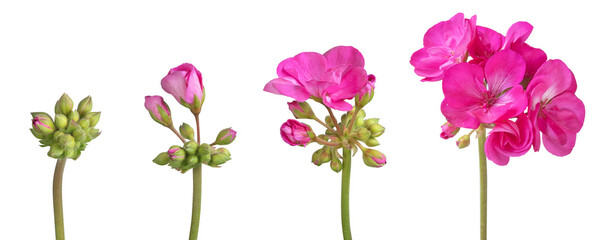 Fleurissement d'une fleur de Géranium zonal rose  