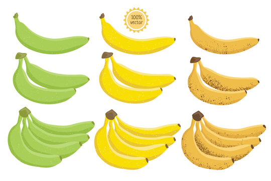 Unripe, yellow and ripe bananas set. Set of banana fruits of different ripeness, one banana, two bananas, many bananas, cartoon vector. Organic tropical bunch of banana fruits