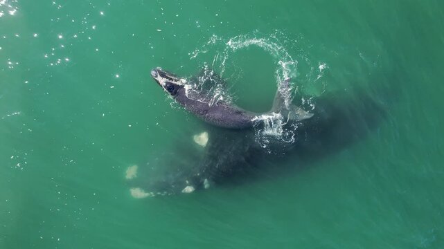 Bowhead whale family swimming together in calm blue ocean water, Mother cares calf. Aerial view pod of bowhead whale spouting hug play. Whale watching of migrate Baleen whales South Africa.