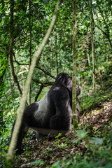 Obraz premium Mächtiger Silberrücken-Gorilla im dichten Regenwald von Uganda.