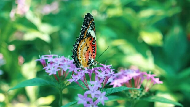leopard lacewing butterfly feeding on purple pentas flowers