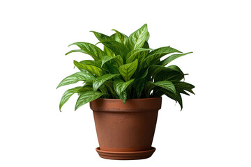 Fototapeta premium Lush green houseplant growing in terracotta pot with many leaves, ideal for home decor and indoor spaces, transparent background