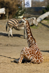 Obraz premium A giraffe sits in a park against the backdrop of a zebra