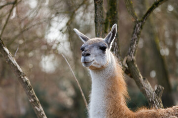 Fototapeta premium Guanaco Standing in Natural Habitat with Soft Brown Fur and Elegant Long Neck