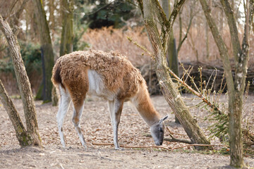 Fototapeta premium Guanaco Standing in Natural Habitat with Soft Brown Fur and Elegant Long Neck