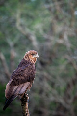 Juveline Bateleur Perched on Top of Tree