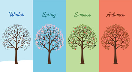 Four seasons tree comparison illustration showing winter spring summer autumn changes in nature colorful vector infographic