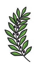Hand Drawn Illustration of a Green Olive Branch with Dark Berries.