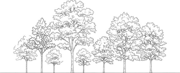 A group of tall trees with detailed branches and leaves in a line style line black and white nature © Montaha,, Creatives