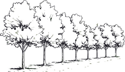 A line of large leafy trees with thick trunks and branches extending outward in a natural setting © Montaha,, Creatives