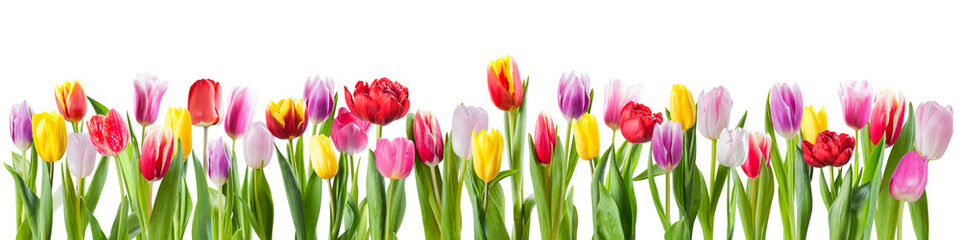 Fototapeta premium Different colours tulip flowers isolated on transperent