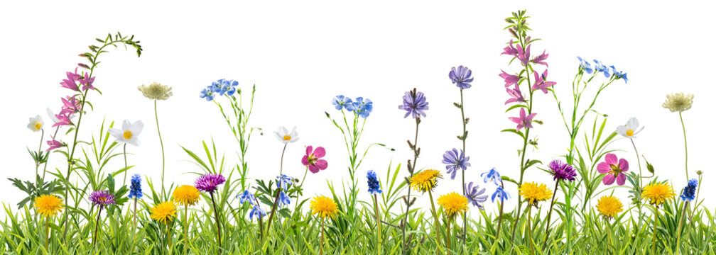 Different wild flowers in spring green grass isolated on transperent