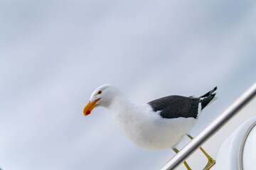 Obraz premium A seagull sits on the railing of a boat and looks attentively into the distance. The bird, with a white head, black back, and yellow beak, stands against a calm, bright sky and conveys a typical marit
