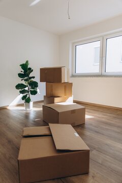 Moving boxes and indoor plant in bright empty apartment room
