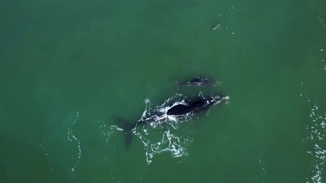 Aerial view of pod bowhead whale spouting. Bowhead whale family swimming together with wild lonely dolphin in calm blue ocean water, Watching of migrate Baleen whales in South Africa. Mother and calf