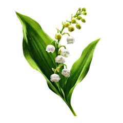 Fototapeta premium Vibrant photo of Lily of the valley flowers with green leaves isolated on transparent background