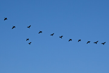 Obraz premium Migrating bird flock in V formation silhouette in blue sky