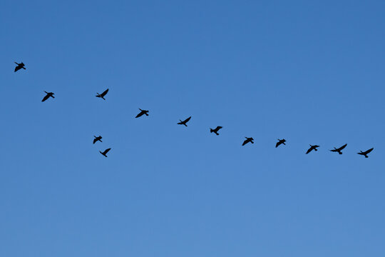 Migrating bird flock in V formation silhouette in blue sky