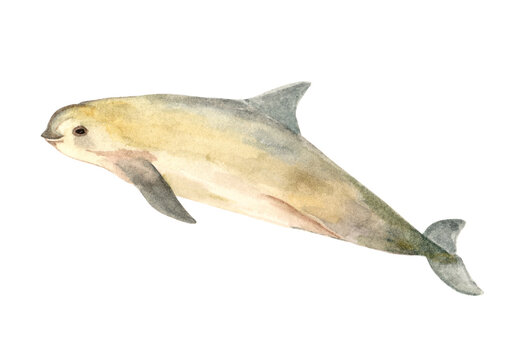 Anina Rubio Marine Animals Vaquita Porpoise