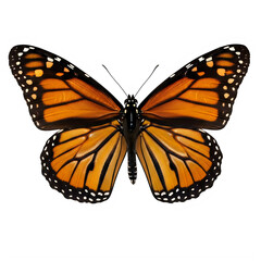 Fototapeta premium Detailed monarch butterfly with vibrant orange and black wings on transparent background