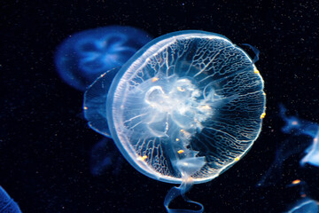 Graceful translucent jellyfish glows in deep blue ocean water © serebryannikov