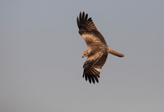 Red kite soaring in the sky in Extremadura Spain