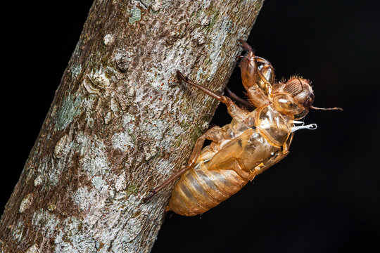 Cicada exuvia clinging to tree branch, symbolizing metamorphosis