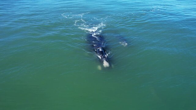 Bowhead whale family swimming together with wild lonely dolphin in calm blue ocean water, Aerial view of pod bowhead whale spouting. Watching of migrate Baleen whales in South Africa. Mother and calf