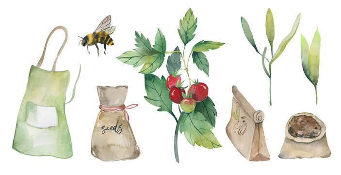Flower garden planting with tomato plant and apron watercolor clipart