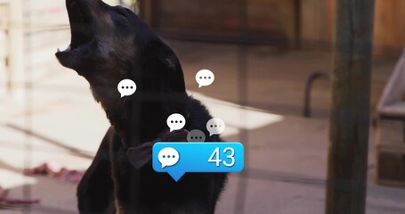 Barking black dog behind wire bars at kennel, wearing collar, chat-badge 43 and speech bubbles