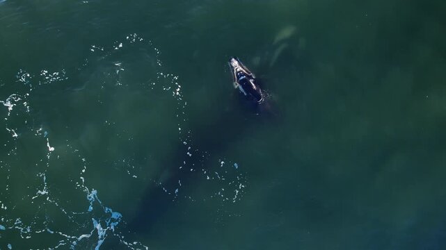 Bowhead whale family swimming together in calm blue ocean water, Mother cares calf. Aerial view pod of bowhead whale spouting hug play. Whale watching of migrate Baleen whales South Africa.