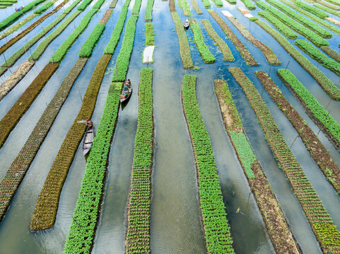 Aerial view of floating gardens create a mesmerizing grid of verdant life amidst the serene waters, Barisal, Barisal Division, Bangladesh.