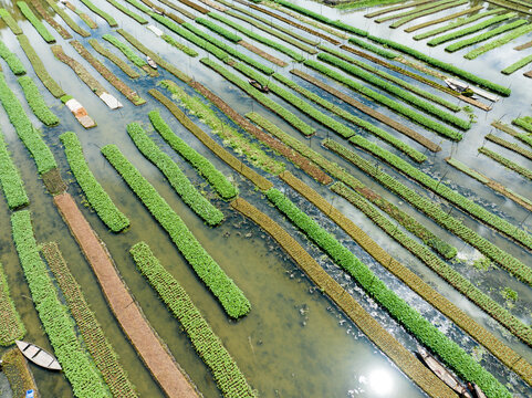Aerial view of vibrant green and brown crops form neat rows in flooded fields, a tranquil scene revealing Bangladesh's agricultural heartland, Barisal, Barisal Division, Bangladesh.