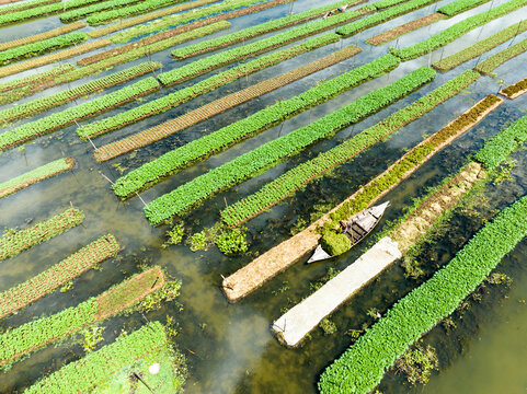 Aerial view of vibrant green agricultural plots divided by waterways, with a small boat navigating through, Barisal, Barisal Division, Bangladesh.