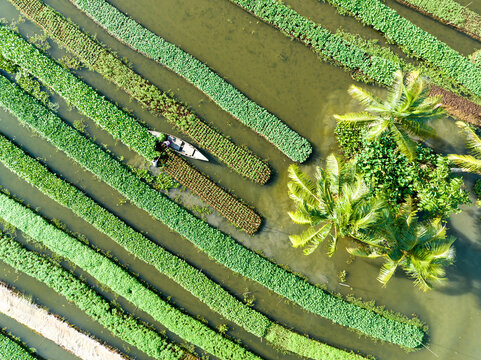 Aerial view of vibrant floating gardens with neatly arranged rows, lush greenery, and a small boat navigating through the waterways, Barisal, Barisal Division, Bangladesh.