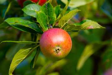 Ripe apples growing on tree in sunny orchard