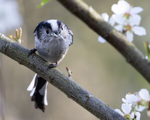 Long-tailed tit on branch © Stephanie Beckers