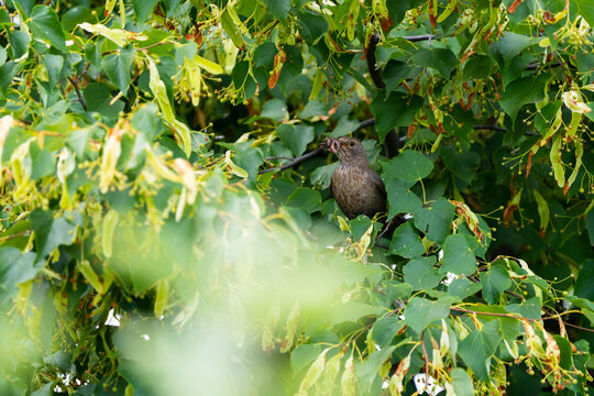 Thrush with worm in beak hidden in green tree