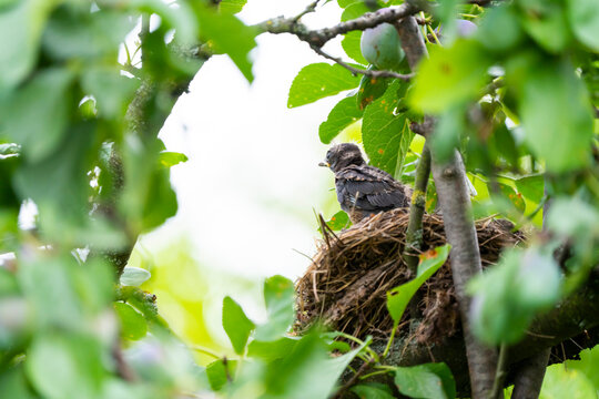 Young thrush sitting in nest among tree branches