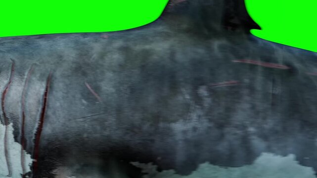 shark swimming on green screen background