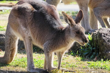 カンガルー © kosumi