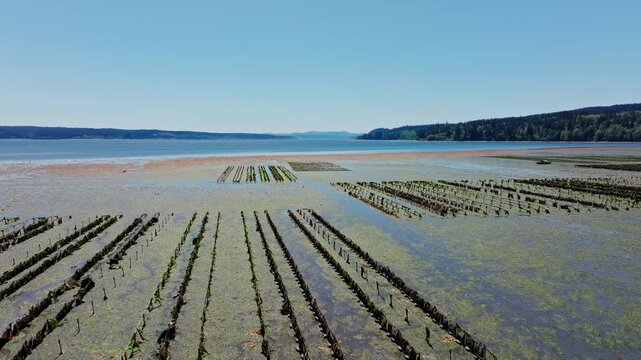 Drone view of oyster farming along Hood Canal on the Olympic Peninsula, showing aquaculture rows, calm coastal waters, and the natural Pacific Northwest shoreline.